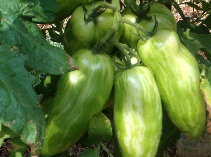 40 Banana Legs Tomato Seeds - Seed World