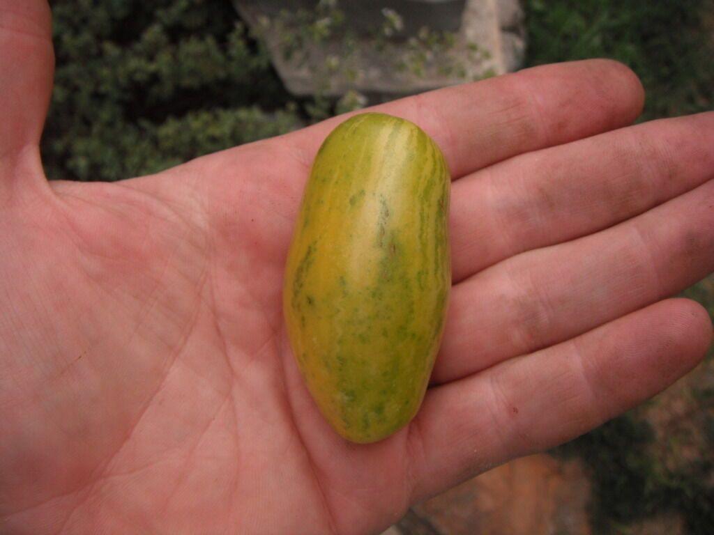 40 Banana Legs Tomato Seeds - Seed World