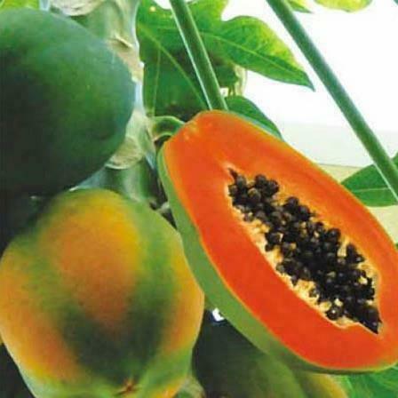 40 Carica Papaya - Coorg Honeydew Seeds - Seed World