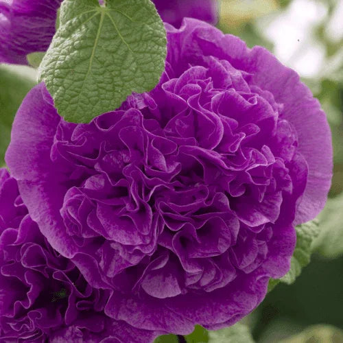 40 Chaters Double Violet Hollyhock Seeds - Seed World