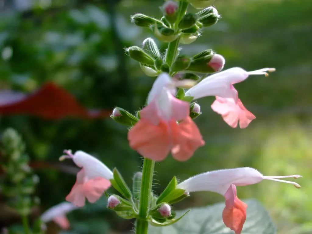 40 Hummingbird Coral Nymph Salvia Seeds - Seed World