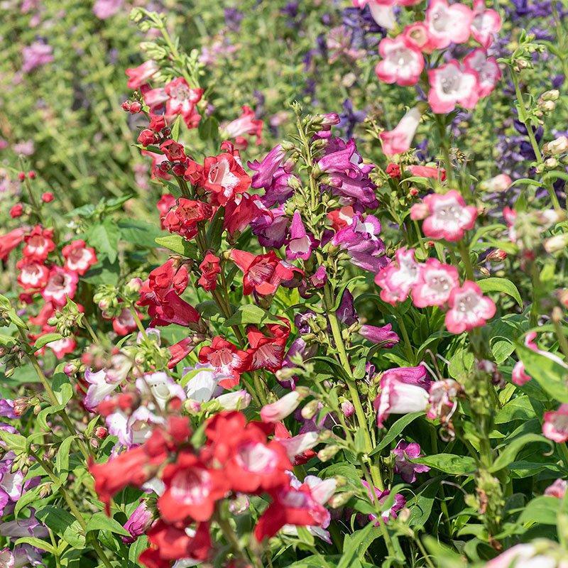 40 Penstemon Hartwegii Sensation Mix Seeds - Seed World