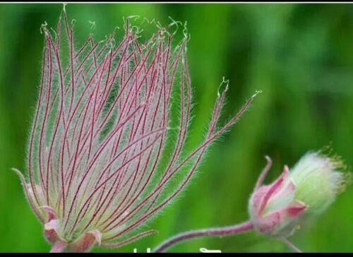 40 Prairie Smoke Flower Seeds - Seed World