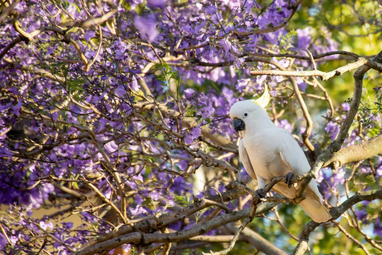 40 Purple Jacaranda Mimosifolia Seeds - Seed World