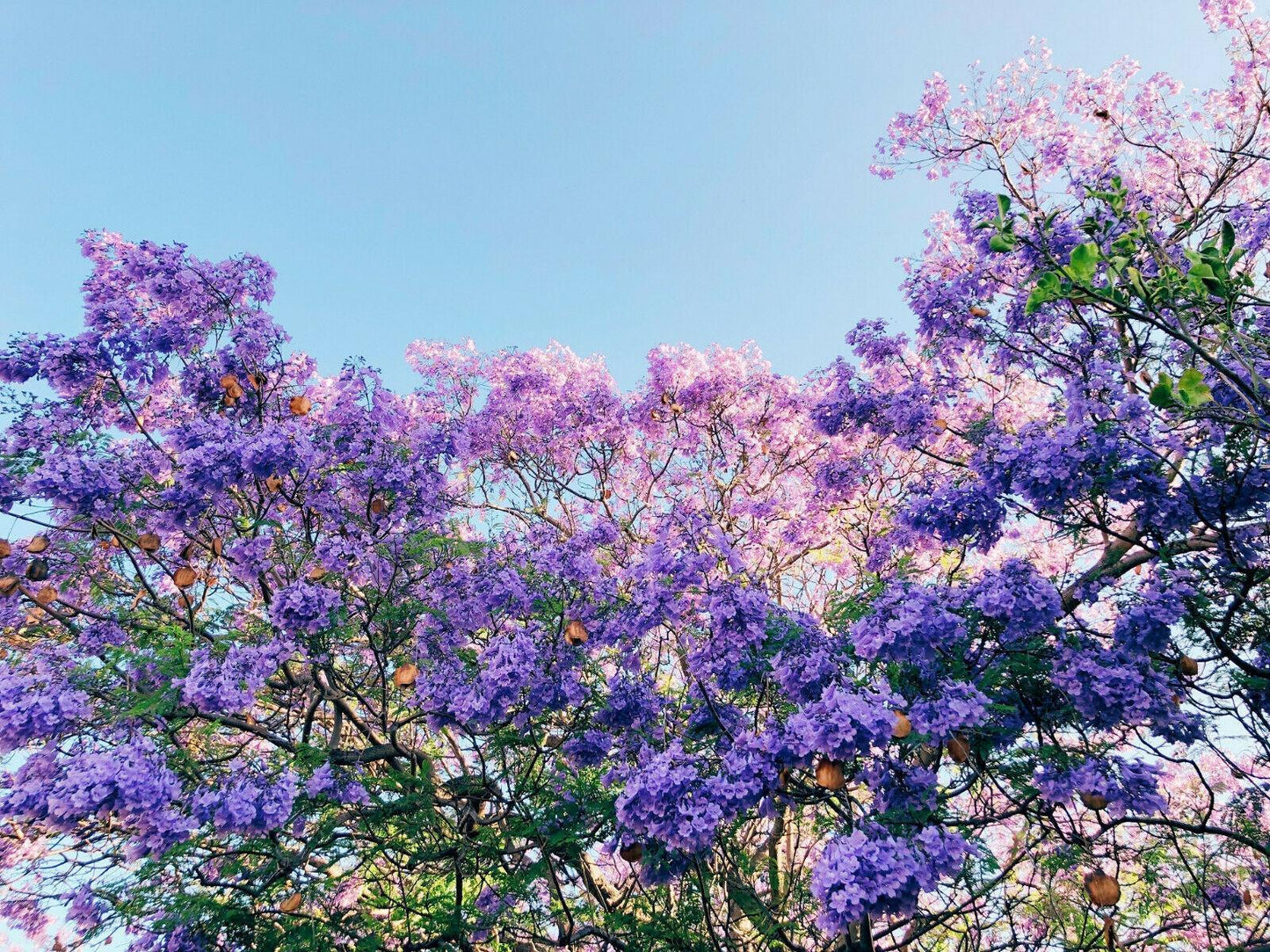 40 Purple Jacaranda Mimosifolia Seeds - Seed World