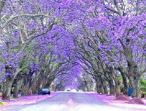 40 Purple Jacaranda Mimosifolia Seeds - Seed World