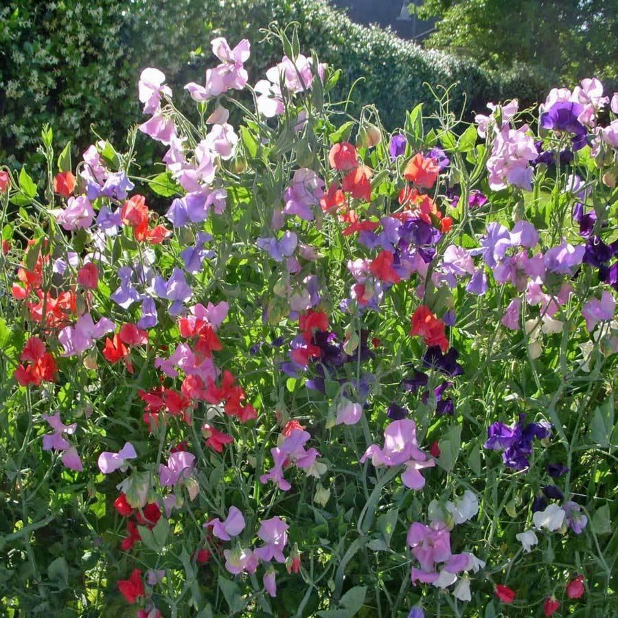 40 Sweet Pea Seeds - Early Multiflora Mix - Seed World