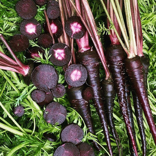 400 Black Nebula Carrot Seeds - Seed World