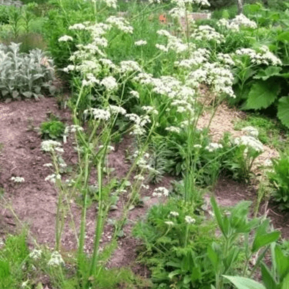 400 Chervil Seeds | Heirloom - Non-GMO - Seed World