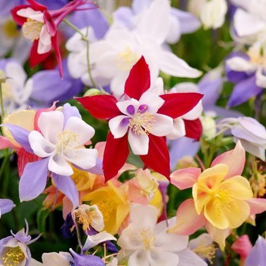 400 Columbine Mckana Giants Seeds - Mix - Seed World