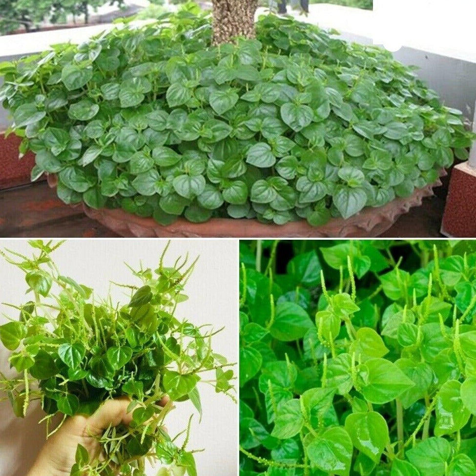 400 Crab Claw Seeds | Peperomia Pellucida - Seed World