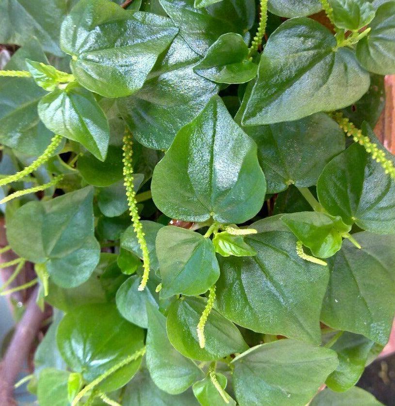 400 Crab Claw Seeds | Peperomia Pellucida - Seed World
