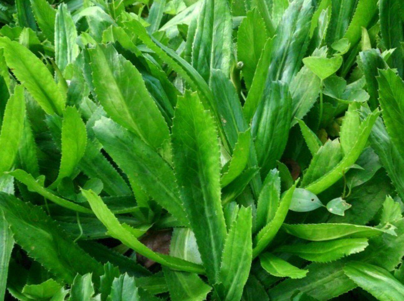 400 Culantro Seeds | Mexican Coriander - Seed World
