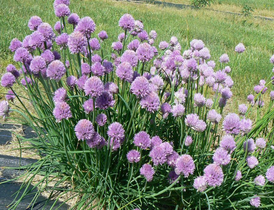 Garden Mix Cilantro - Parsley - Chives - Basil Seeds - Seed World