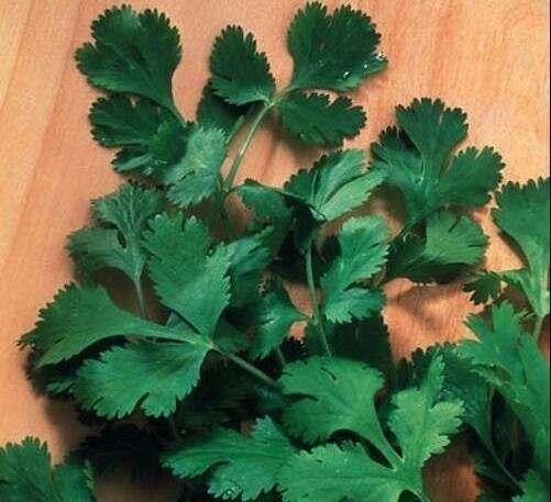 Garden Mix Cilantro - Parsley - Chives - Basil Seeds - Seed World