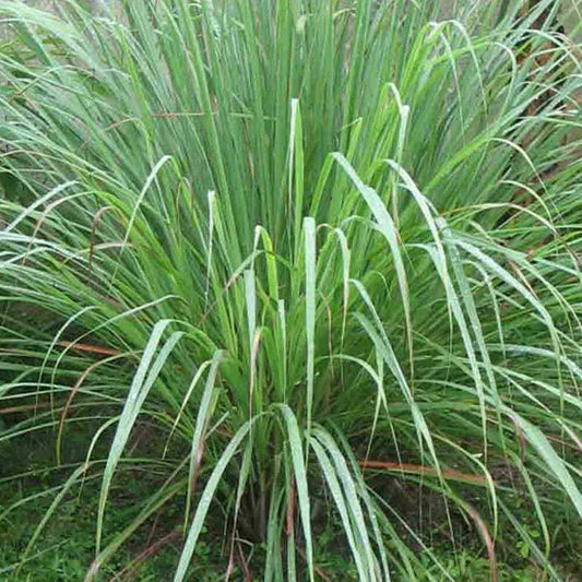 400 Lemon Grass Seeds - Seed World