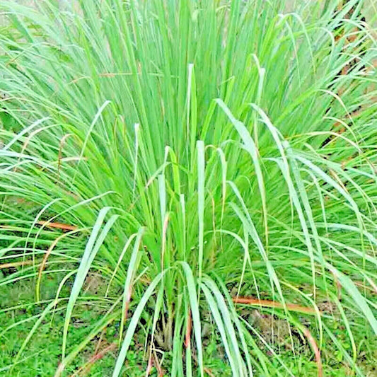 400 Lemon Grass Seeds - Seed World