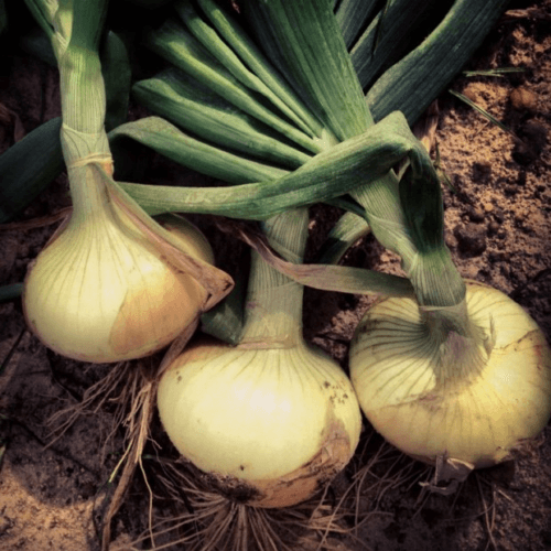 400 Vidalia Sweet Onion Seeds - Seed World