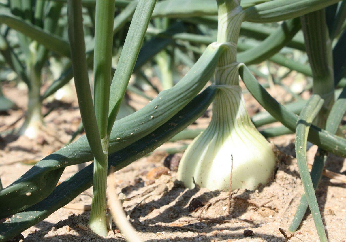 400 Vidalia Sweet Onion Seeds - Seed World