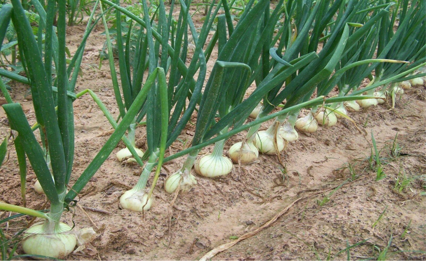 400 Vidalia Sweet Onion Seeds - Seed World