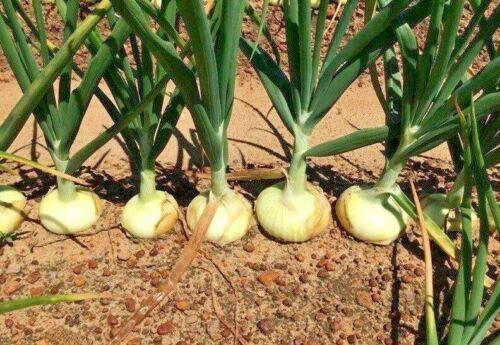 400 Vidalia Sweet Onion Seeds - Seed World