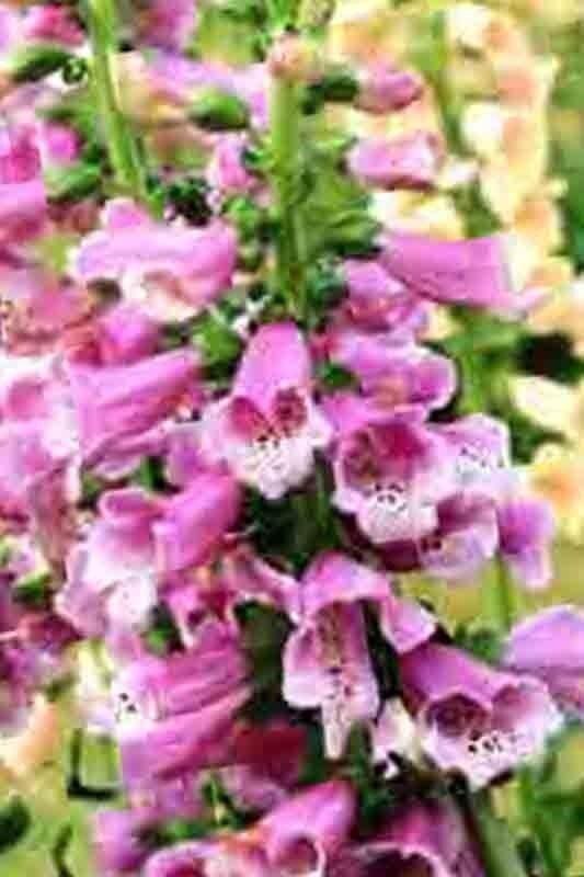 2000 Foxglove Mix Seeds - Seed World