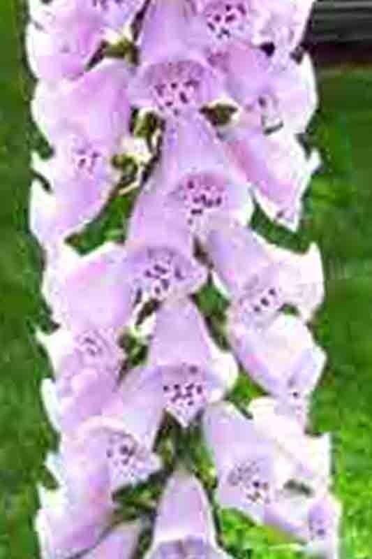 2000 Foxglove Mix Seeds - Seed World