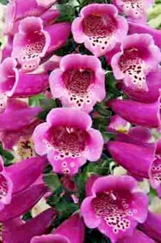 2000 Foxglove Mix Seeds - Seed World