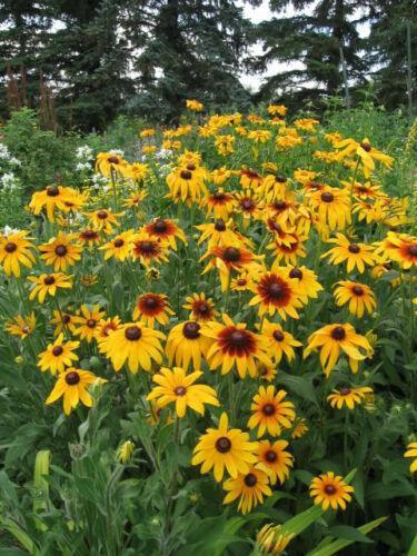 4000 Gloriosa Daisy Indian Summer Seeds - Seed World