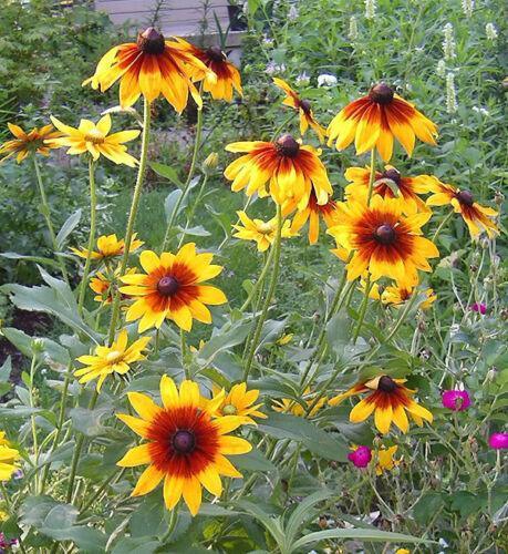 4000 Gloriosa Daisy Indian Summer Seeds - Seed World