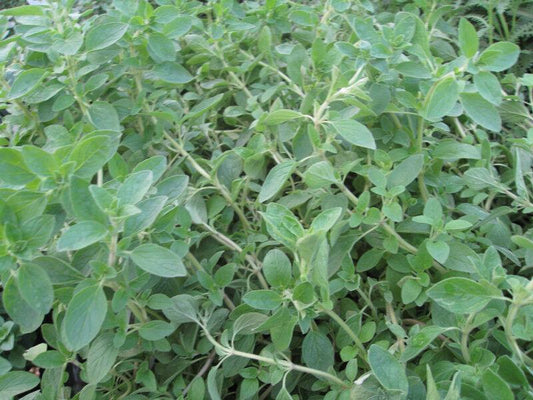 4000 Italian Oregano Herb Seeds - Seed World