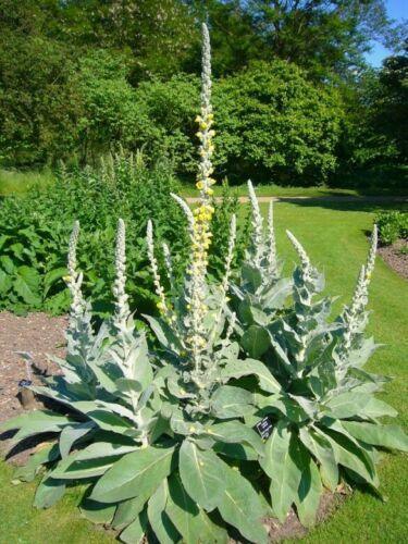4000 Mullein Seeds – Verbascum Thapsus - Seed World