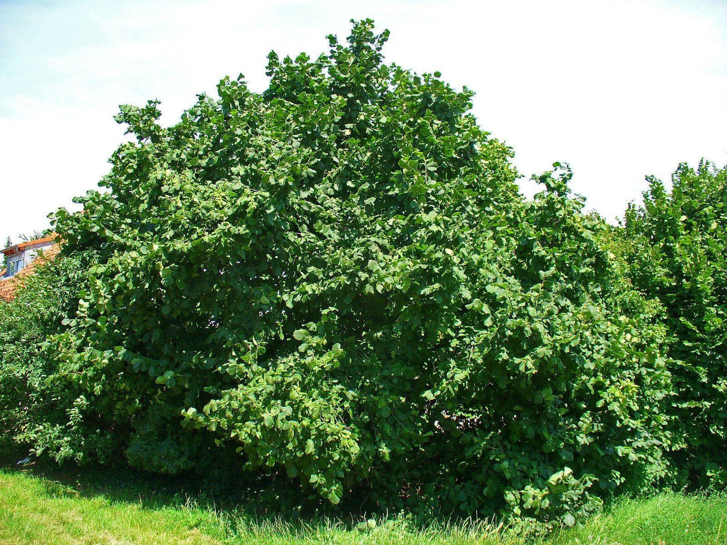 5 American Hazelnut Seeds - Seed World