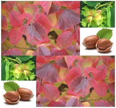 5 American Hazelnut Seeds - Seed World