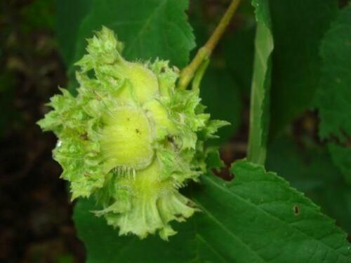 5 American Hazelnut Seeds - Seed World