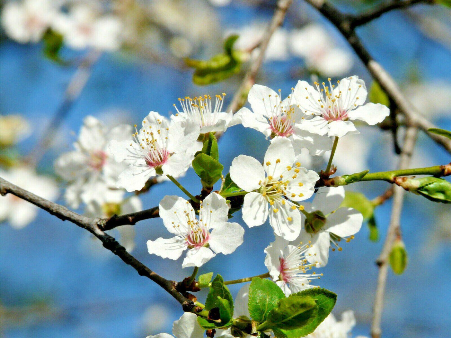 5 American Plum Seeds - Seed World