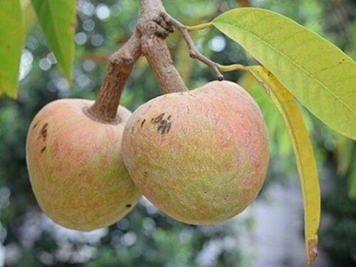 5 Annona Reticulata Seeds - Seed World