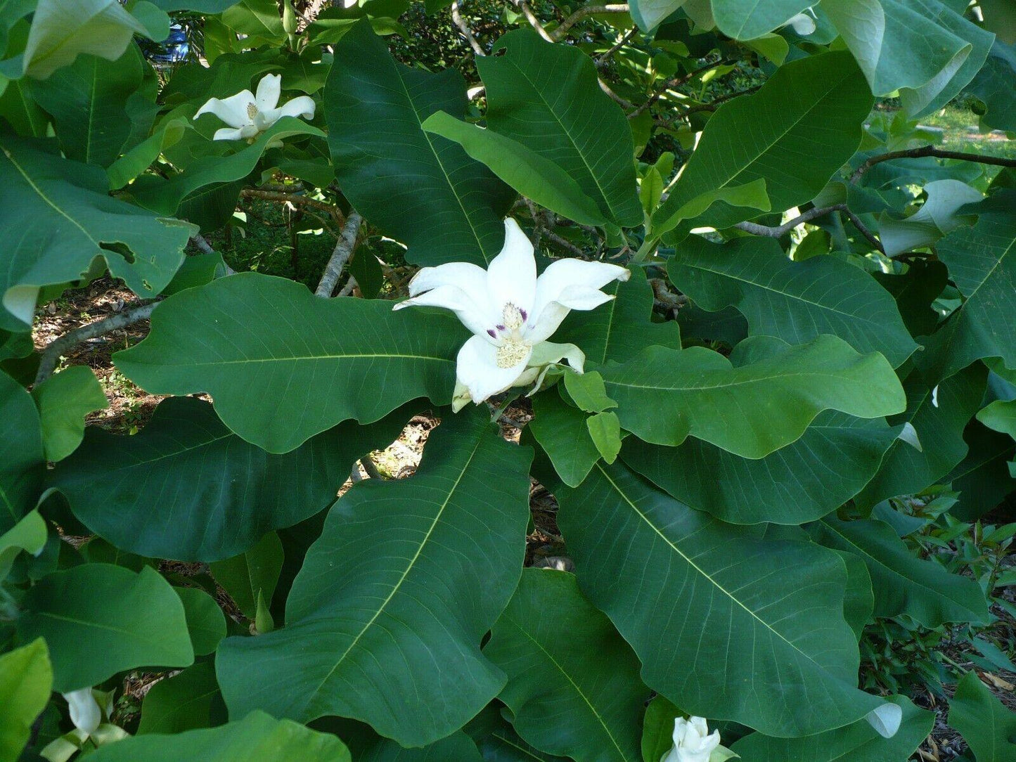 5 Ashe's Magnolia (Magnolia Ashei) Seeds - Seed World