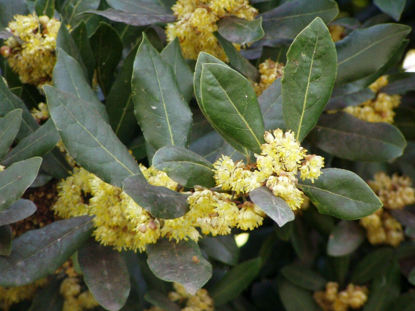 5 Bay Leaf Tree Seeds - Laurus Nobilis - Seed World