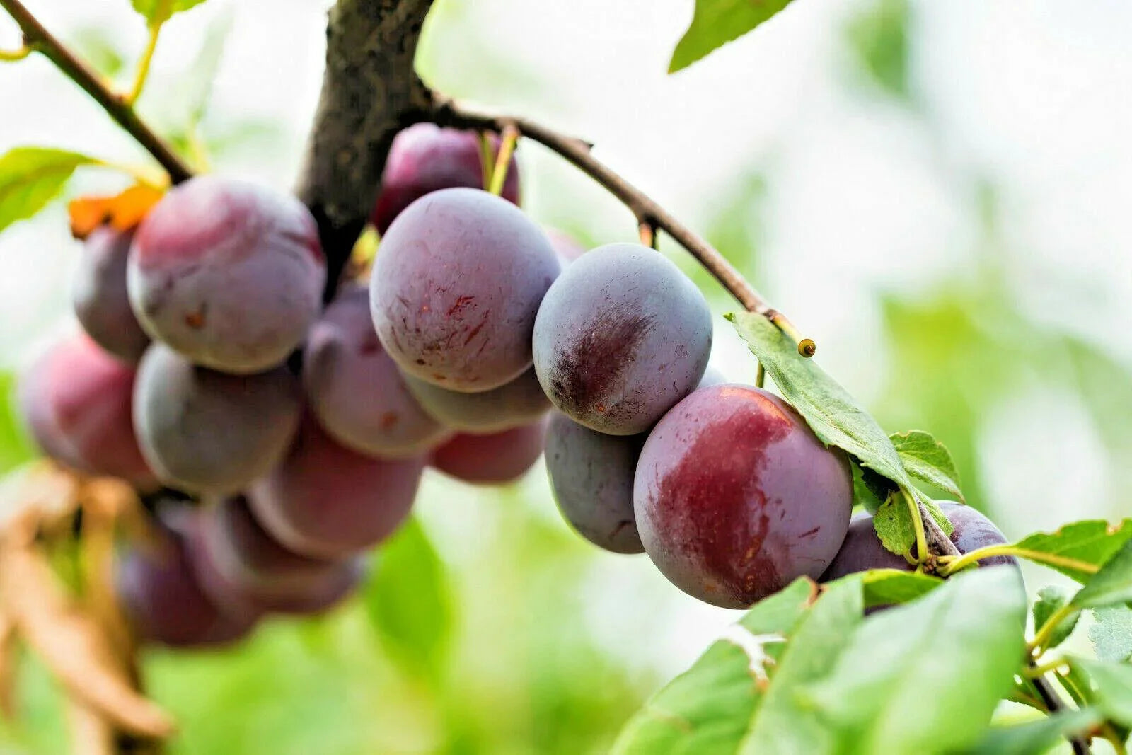 5 Beach Plum (Prunus Maritima) Seeds - Seed World
