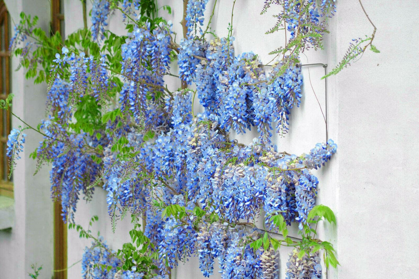 5 Blue Chinese Wisteria Seed - Seed World
