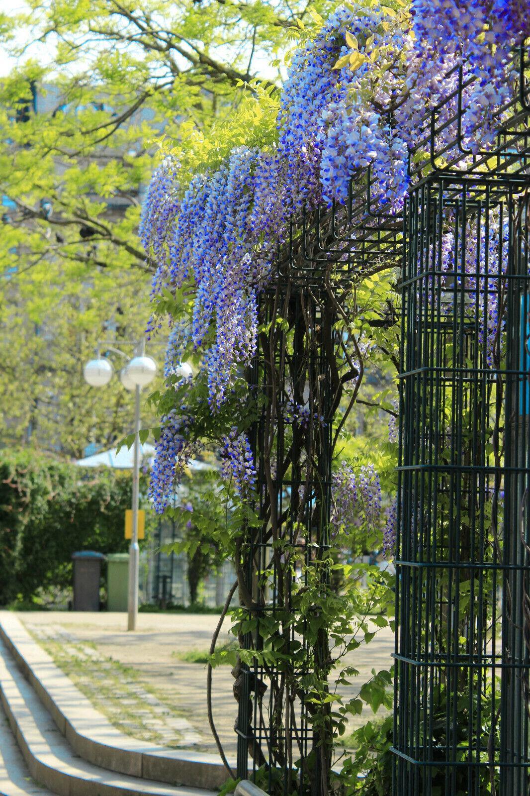5 Blue Chinese Wisteria Seed - Seed World