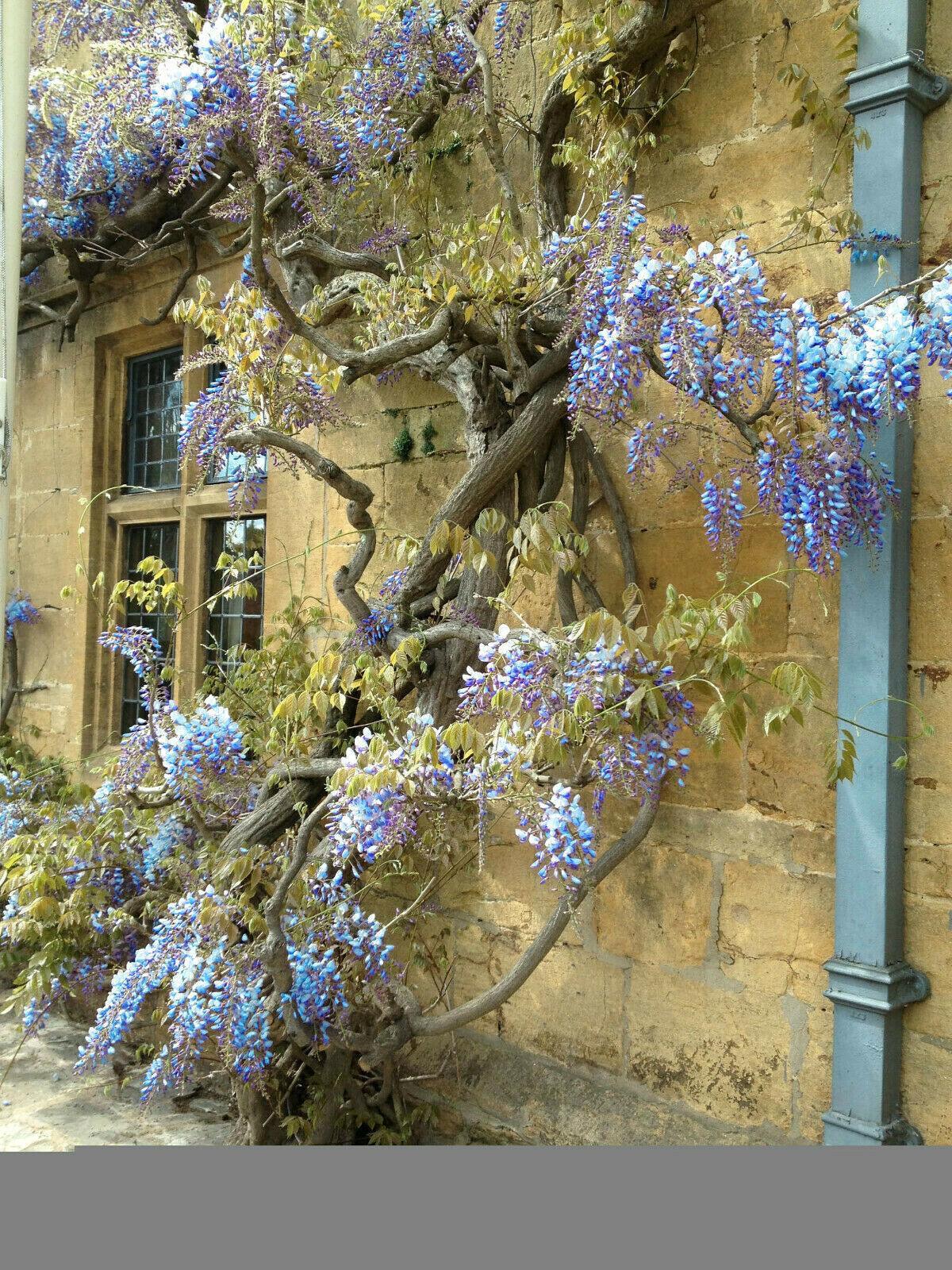 5 Blue Chinese Wisteria Seed - Seed World