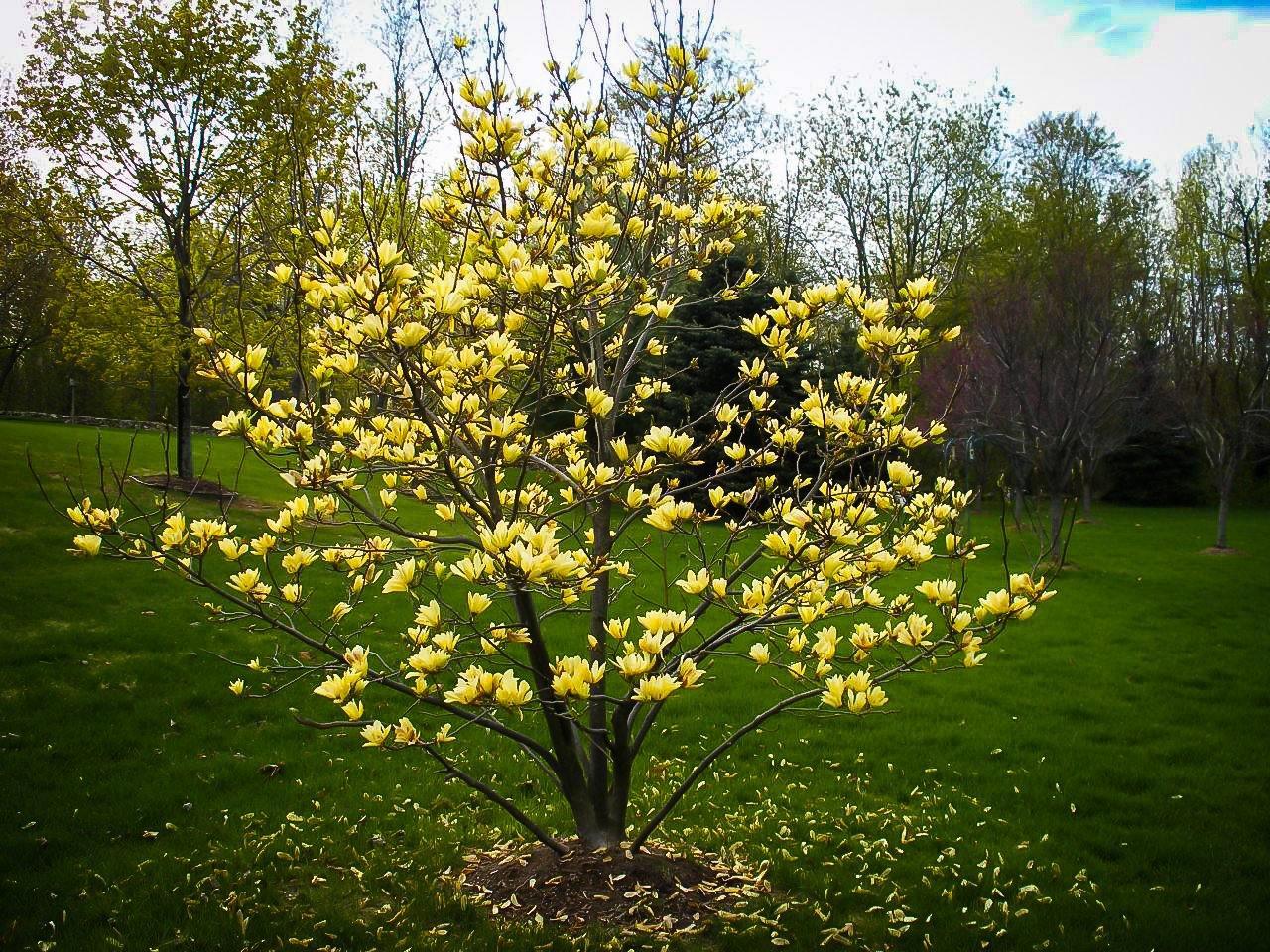 5 Butterfly Magnolia Seeds - Seed World