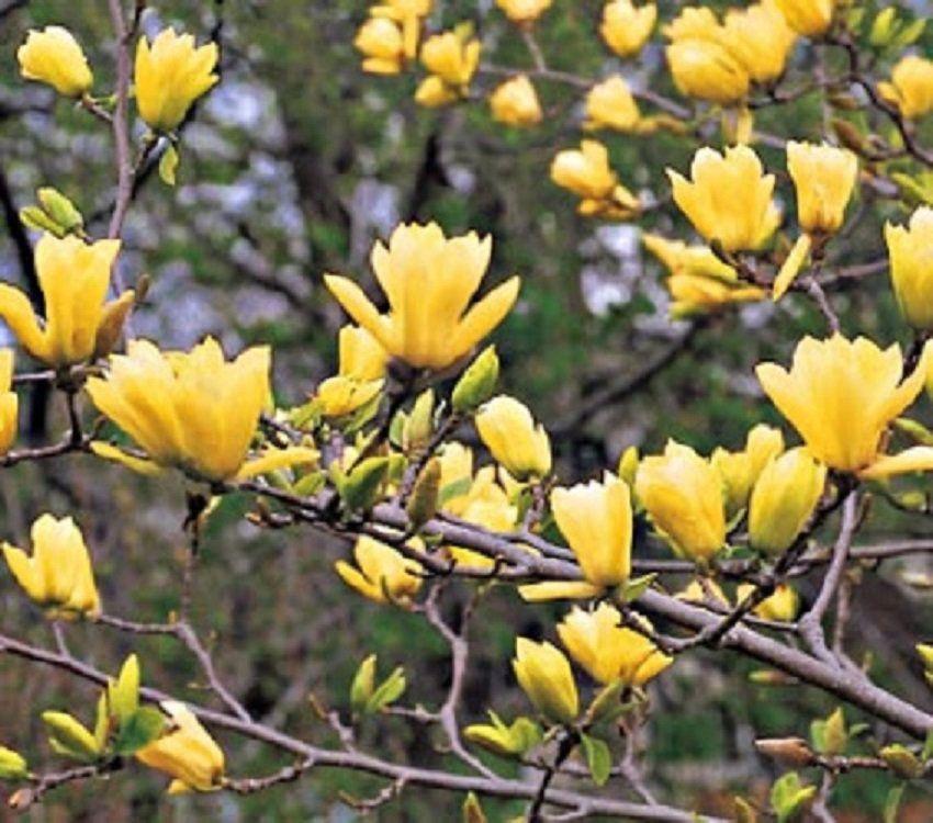 5 Butterfly Magnolia Seeds - Seed World