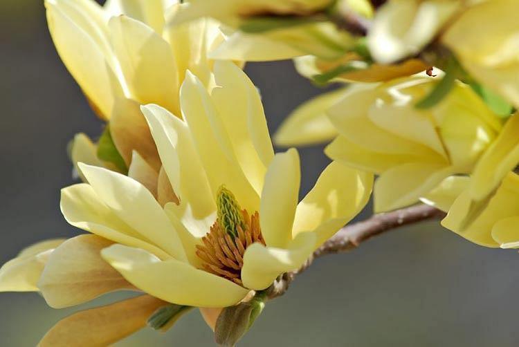 5 Butterfly Magnolia Seeds - Seed World