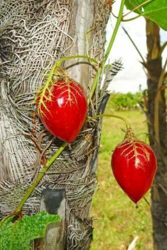 5 Cotton Leaf Passionflower Seeds - Seed World