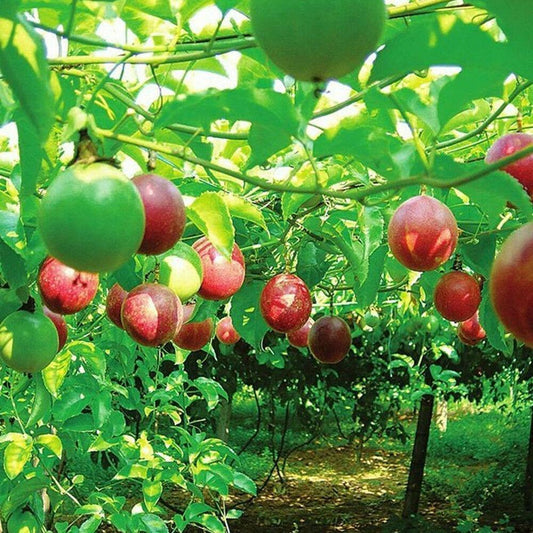 5 Cotton Leaf Passionflower Seeds - Seed World