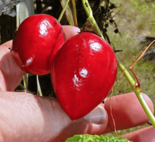 5 Cotton Leaf Passionflower Seeds - Seed World