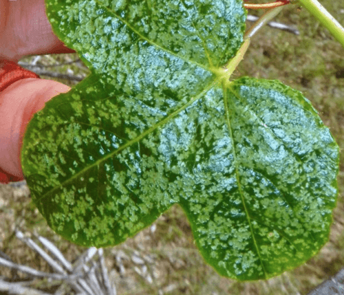 5 Cotton Leaf Passionflower Seeds - Seed World
